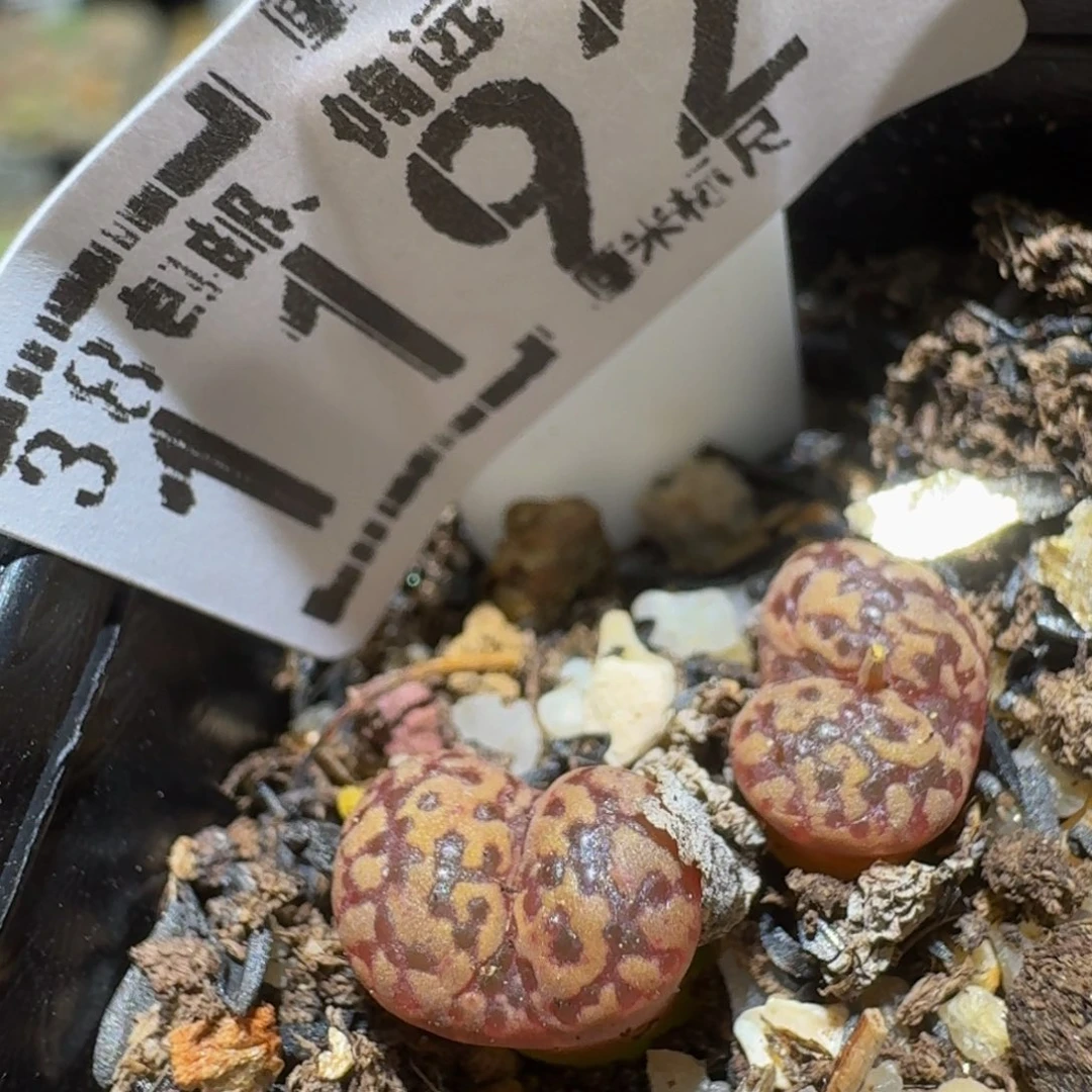 Ssss精品生石花1192