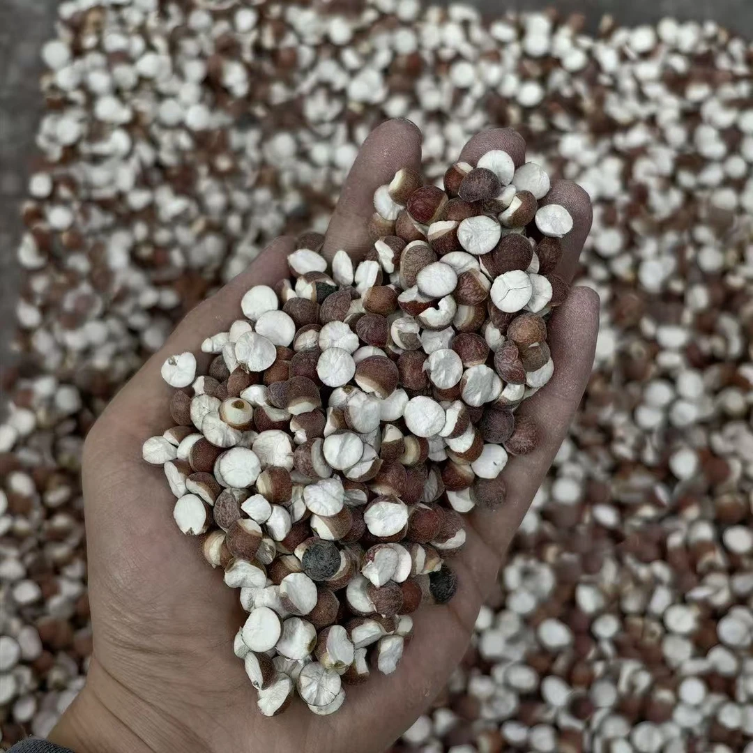 【振兴干货】芡实 正宗肇庆大粒开边芡实煲汤煲茶 香糯易开花 500克