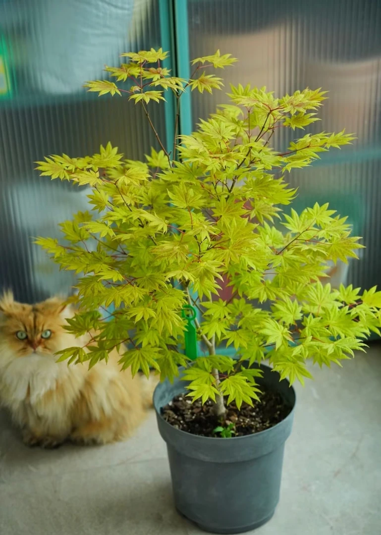 彩叶枫树，色彩丰富随季节变换而变色。直播间一物一拍