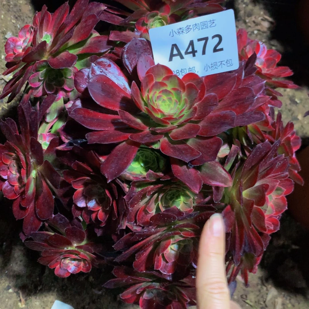 【闪购商品】铁*472安娜多肉