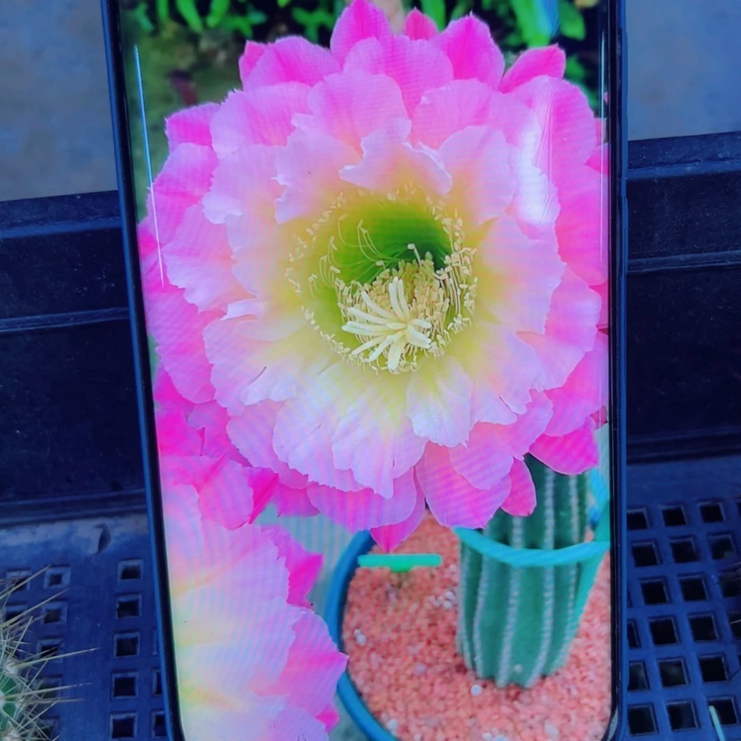 下95毛河岸歪无根侧芽4公分左右20包邮