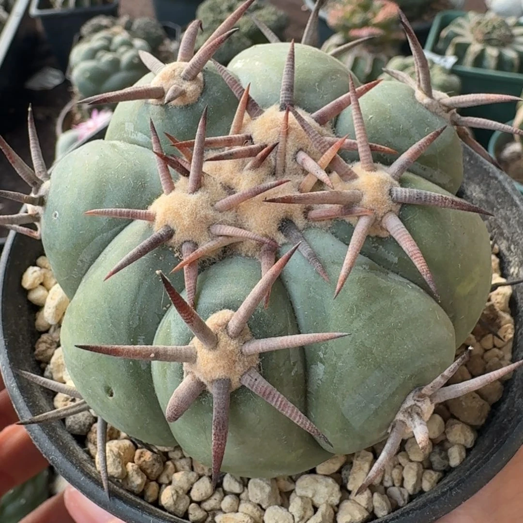 【闪购商品】自根雷帝仙人球