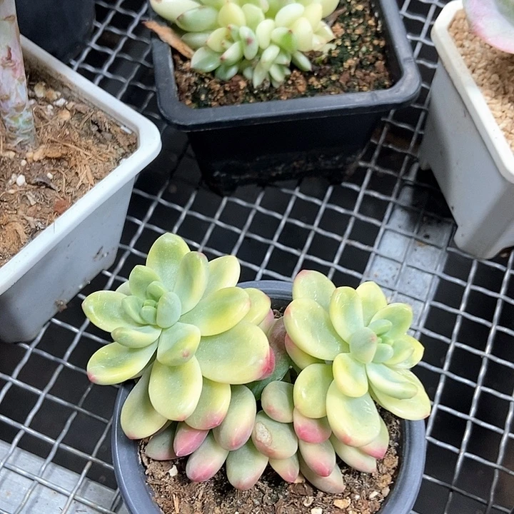 大***妈香格里拉锦多肉植物