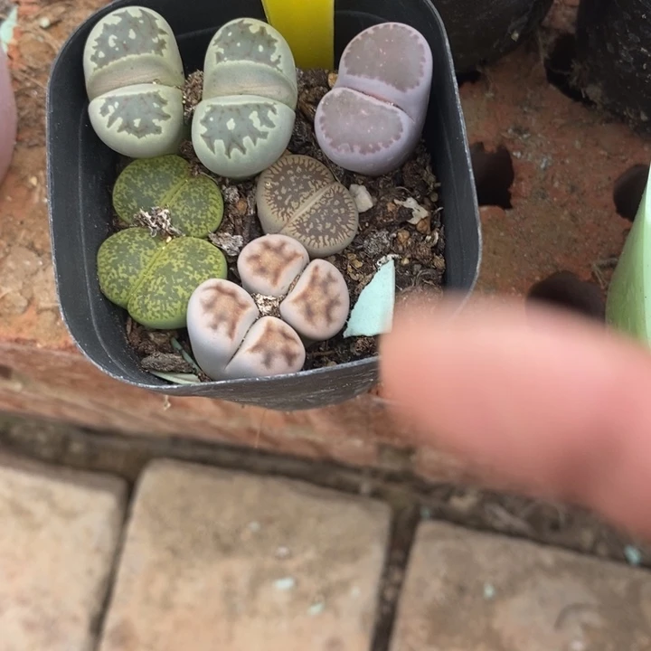 朕***妃生石花等植物的411