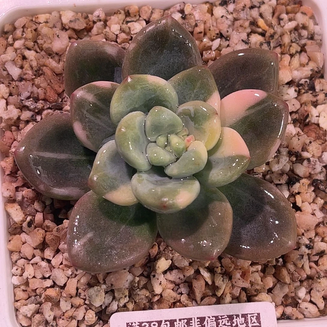 尚品园艺福利锦8378