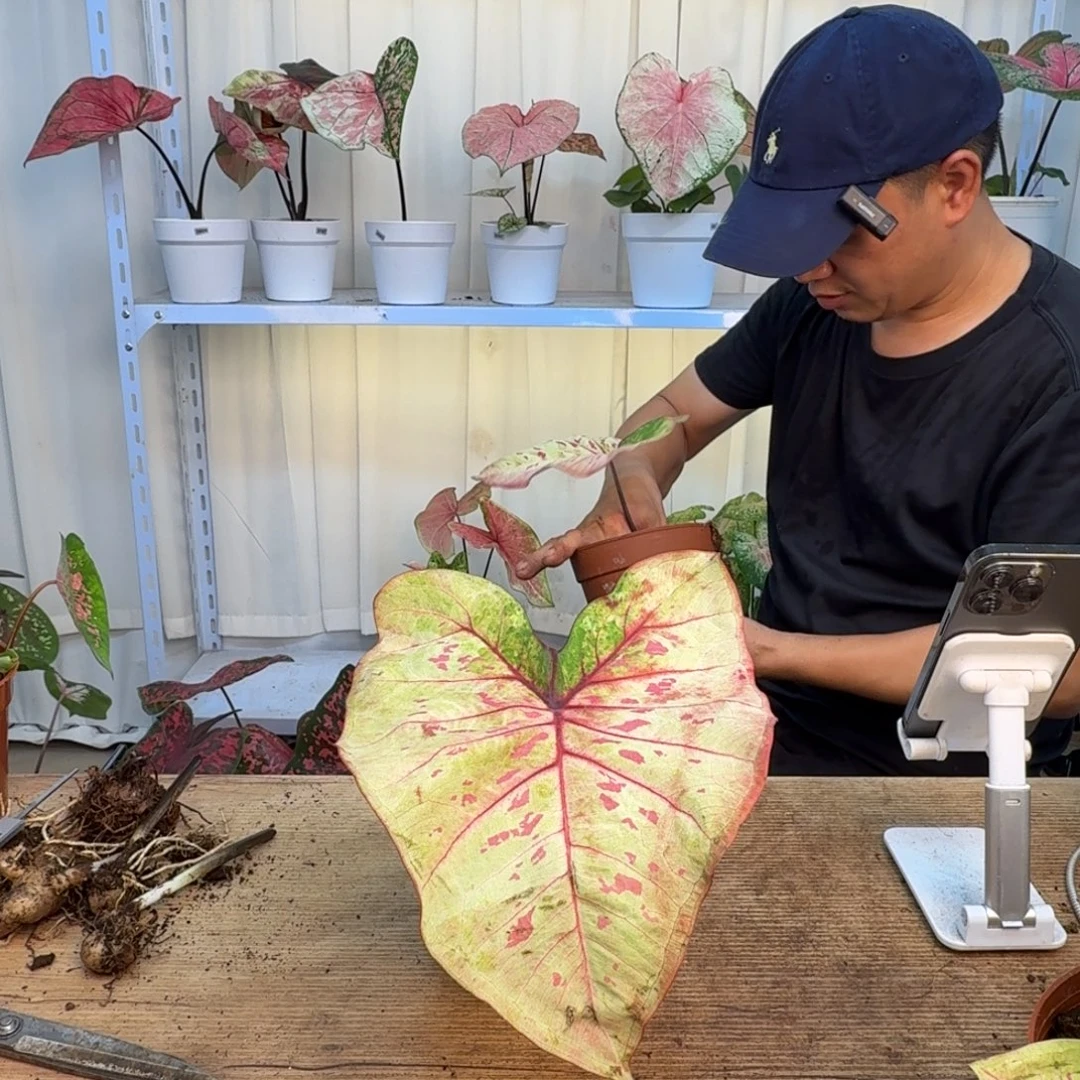 无花朵丹霞球，不保叶   0637