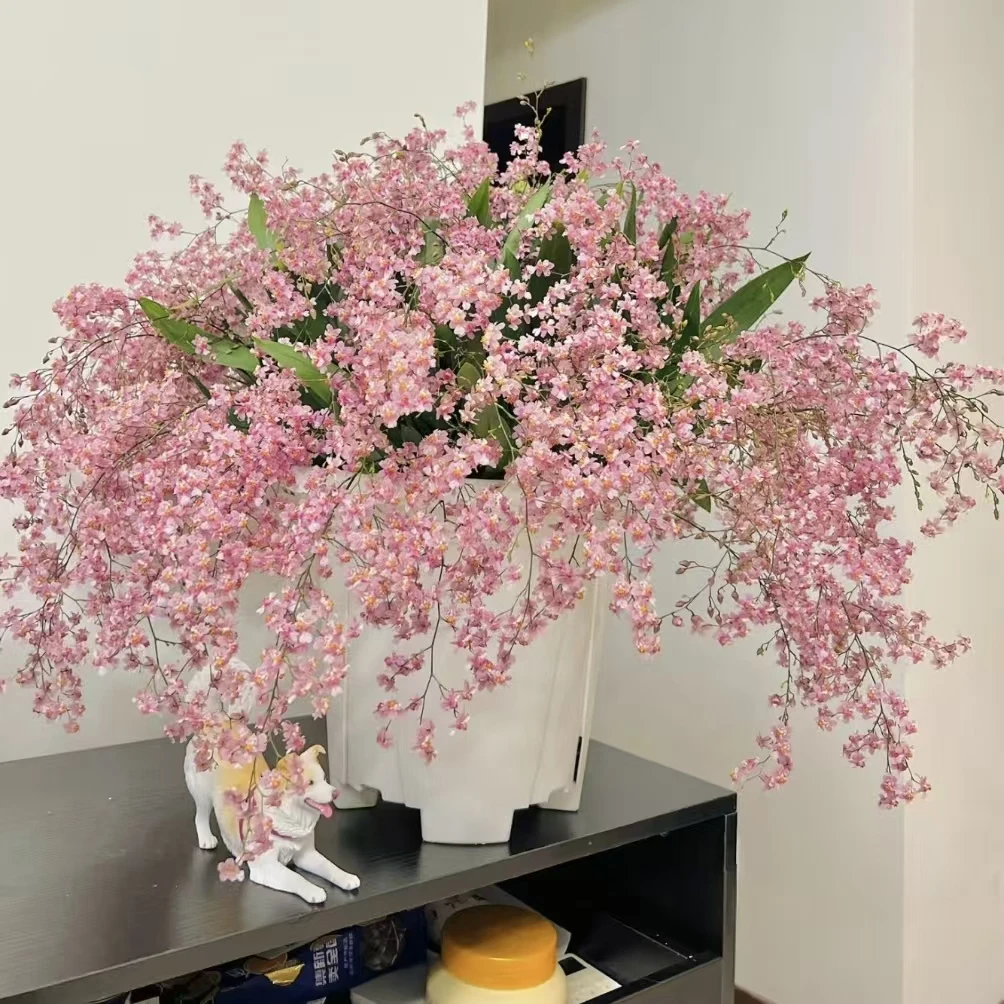 1盆粉色梦香兰(10枝剑) (两单发顺丰或京东快递)