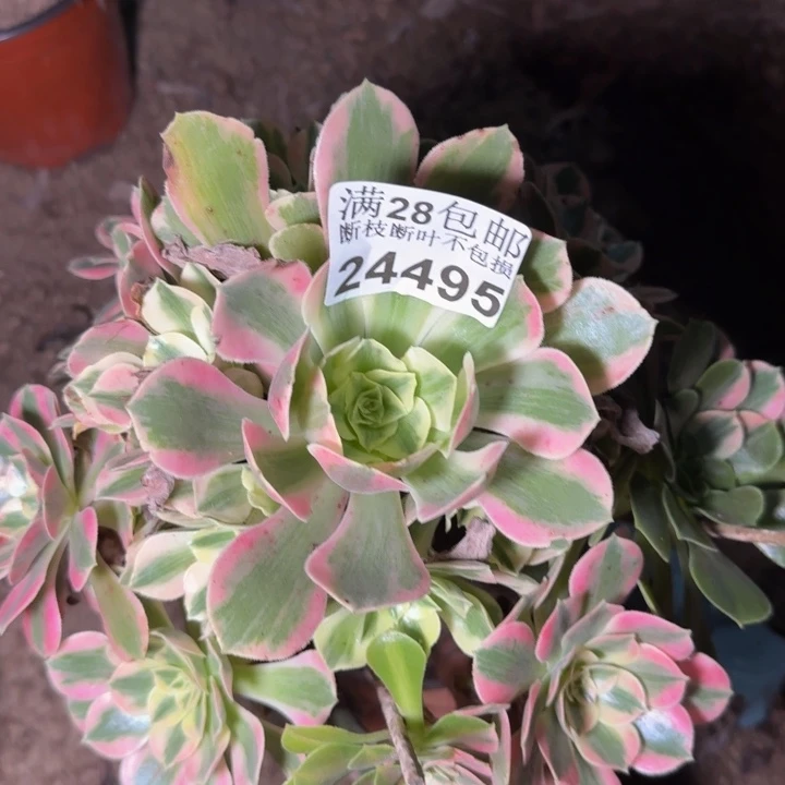 晴***24495女妖多肉植物