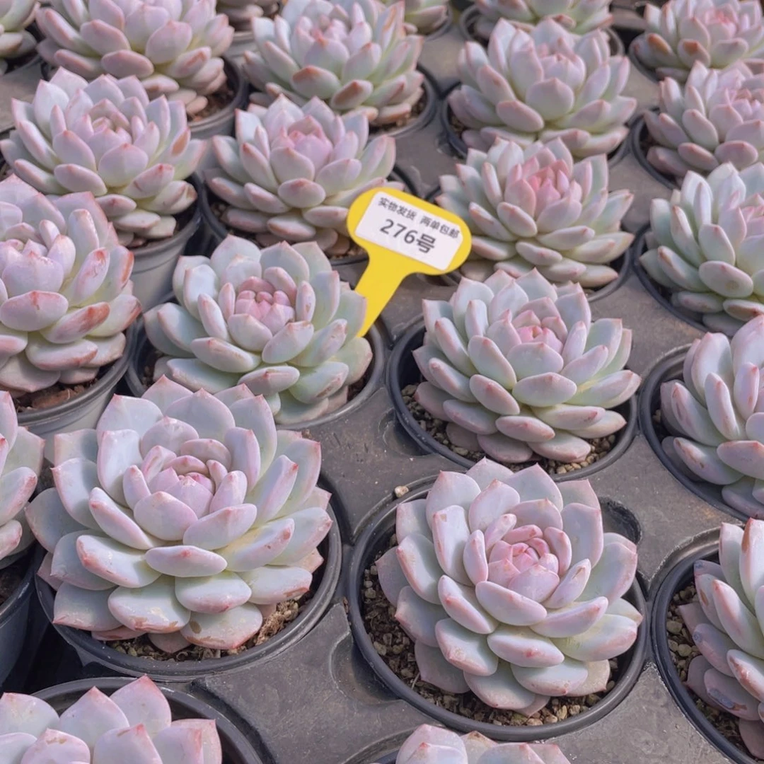 276号 星星橙大单头一个