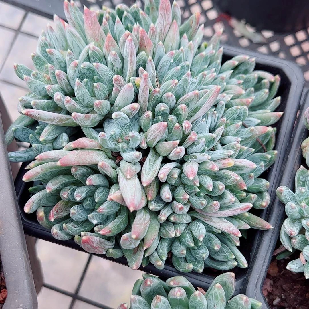 炫彩心多头群生老桩特价