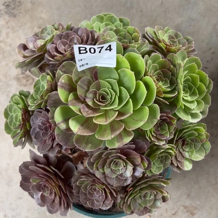 074花月夜23厘米左右半木质