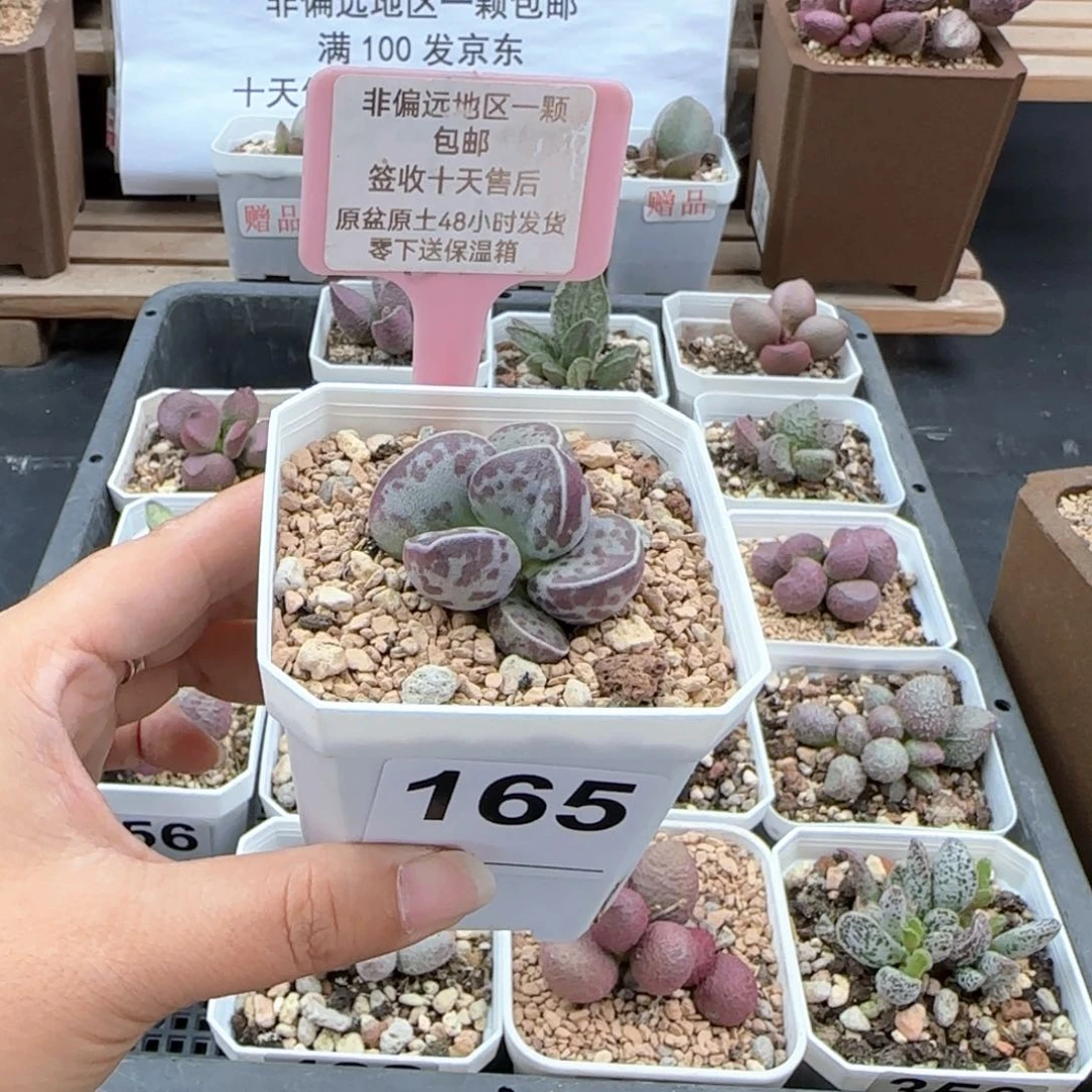 165艾薇蛋多肉植物