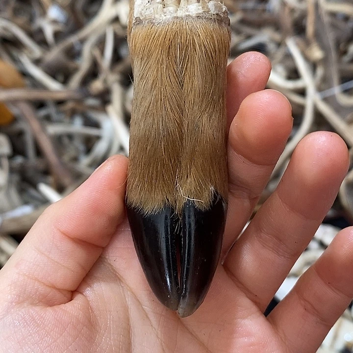 石英石非金属鹿蹄鹿蹄