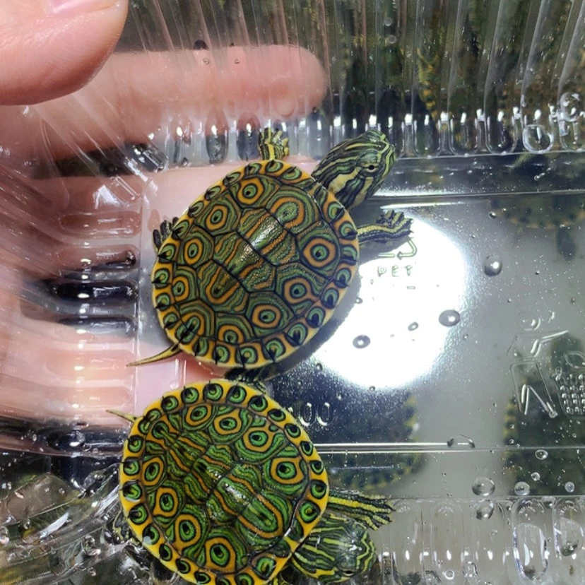 【闪购商品】不分公母宠物龟2发色大河苗