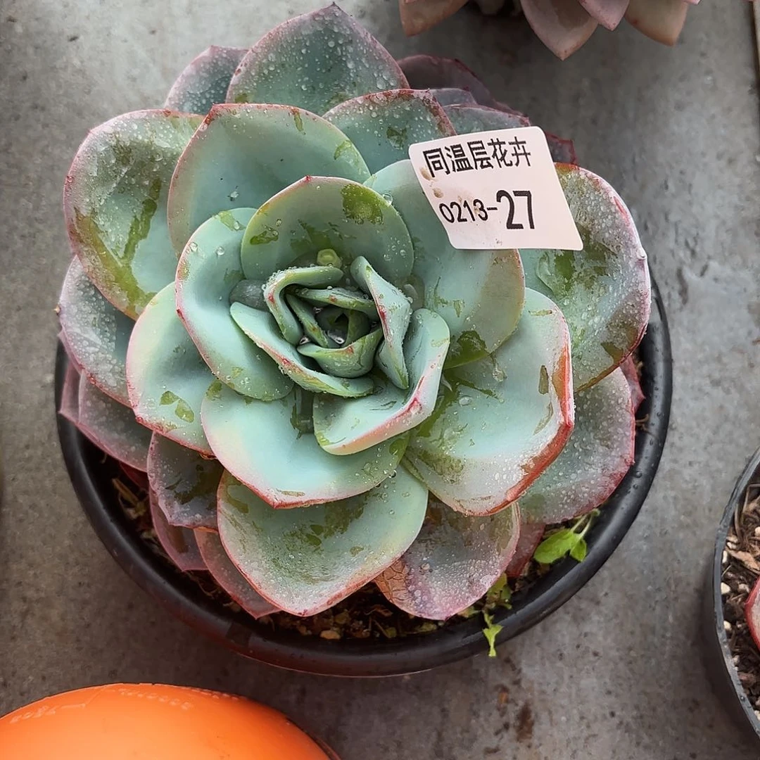 同温层多肉27布鲁蓝