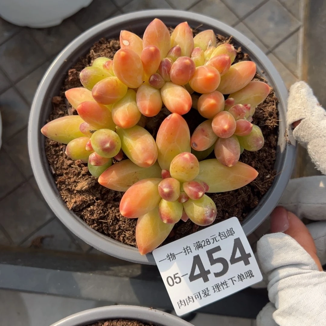 千代田缀化多肉单头多肉