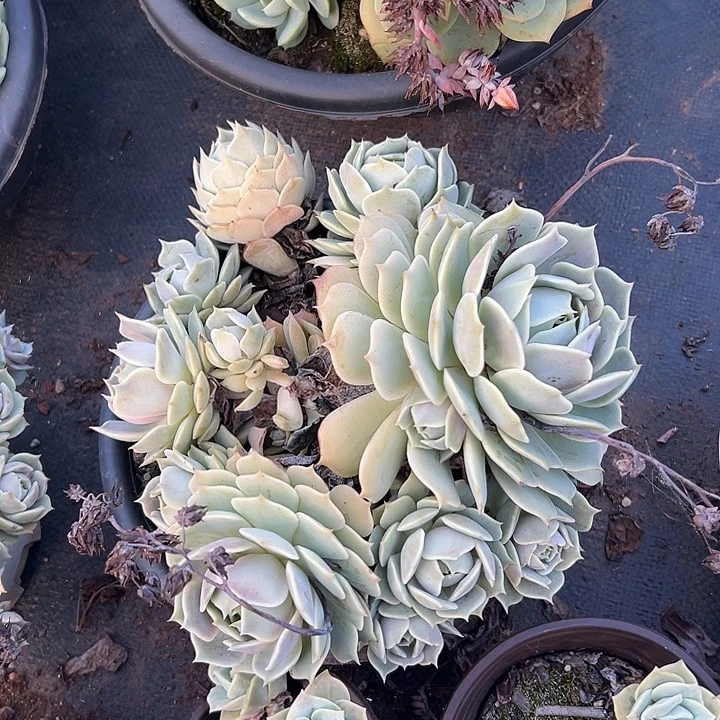 ?****姐多肉植物实物66