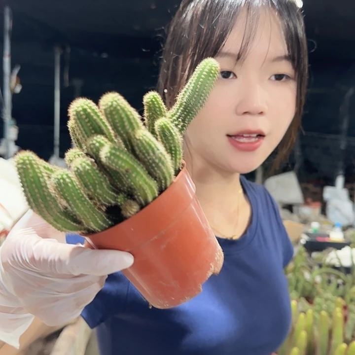 特鲁迪（掉头掉崽不售后）