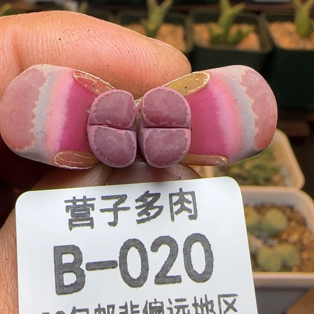 福利紫饼干。