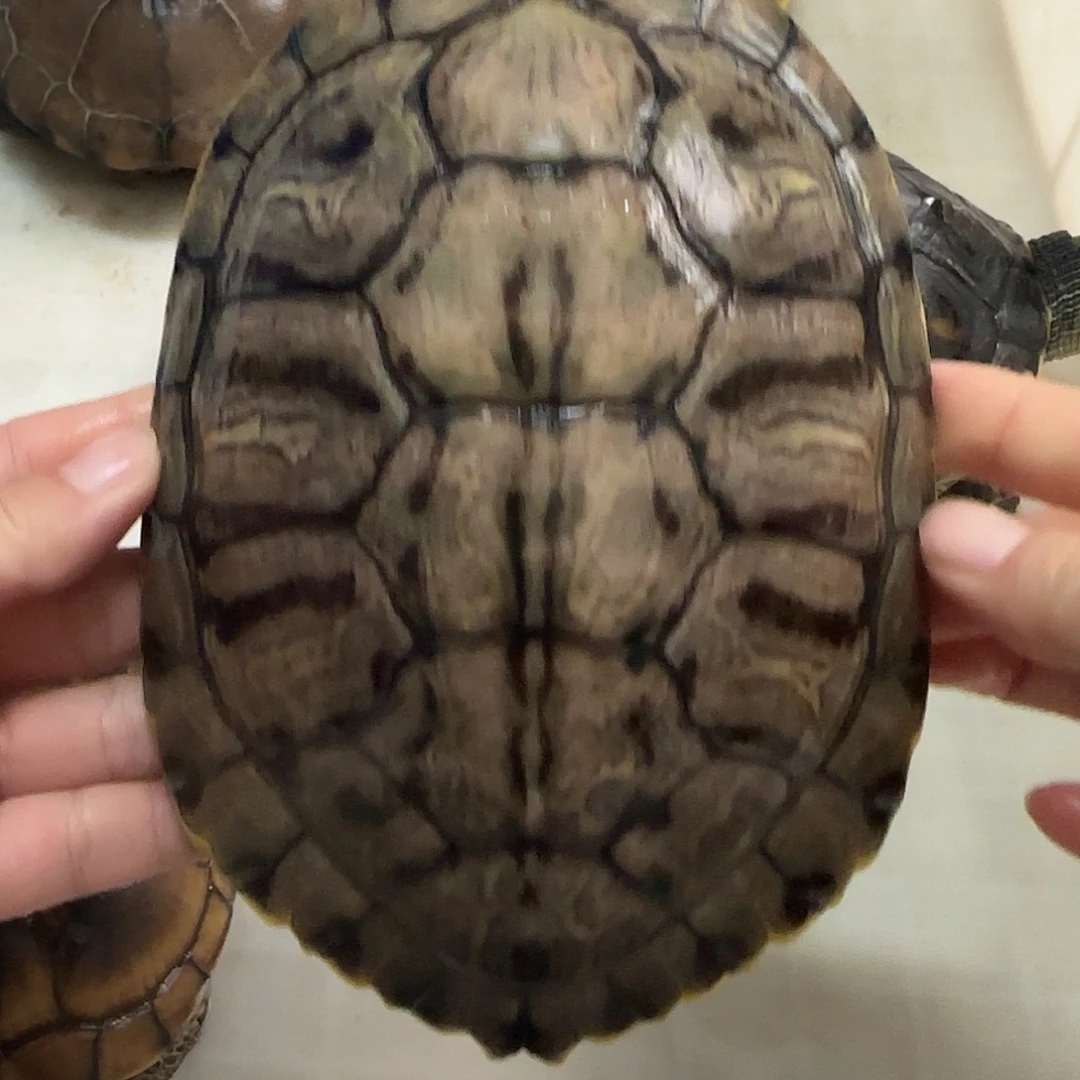 巴西彩龟公翡翠基因