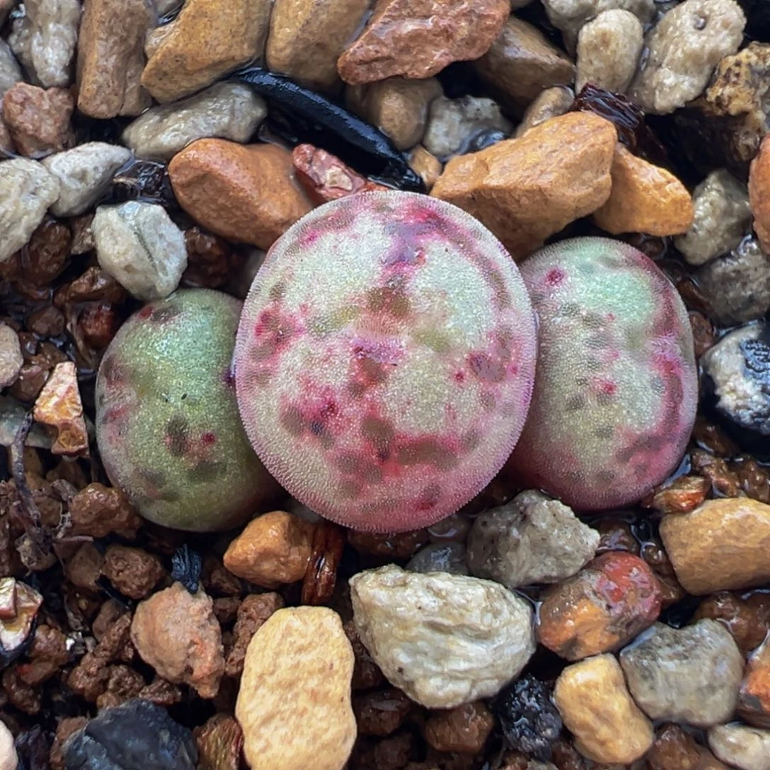 752多肉植物种类和