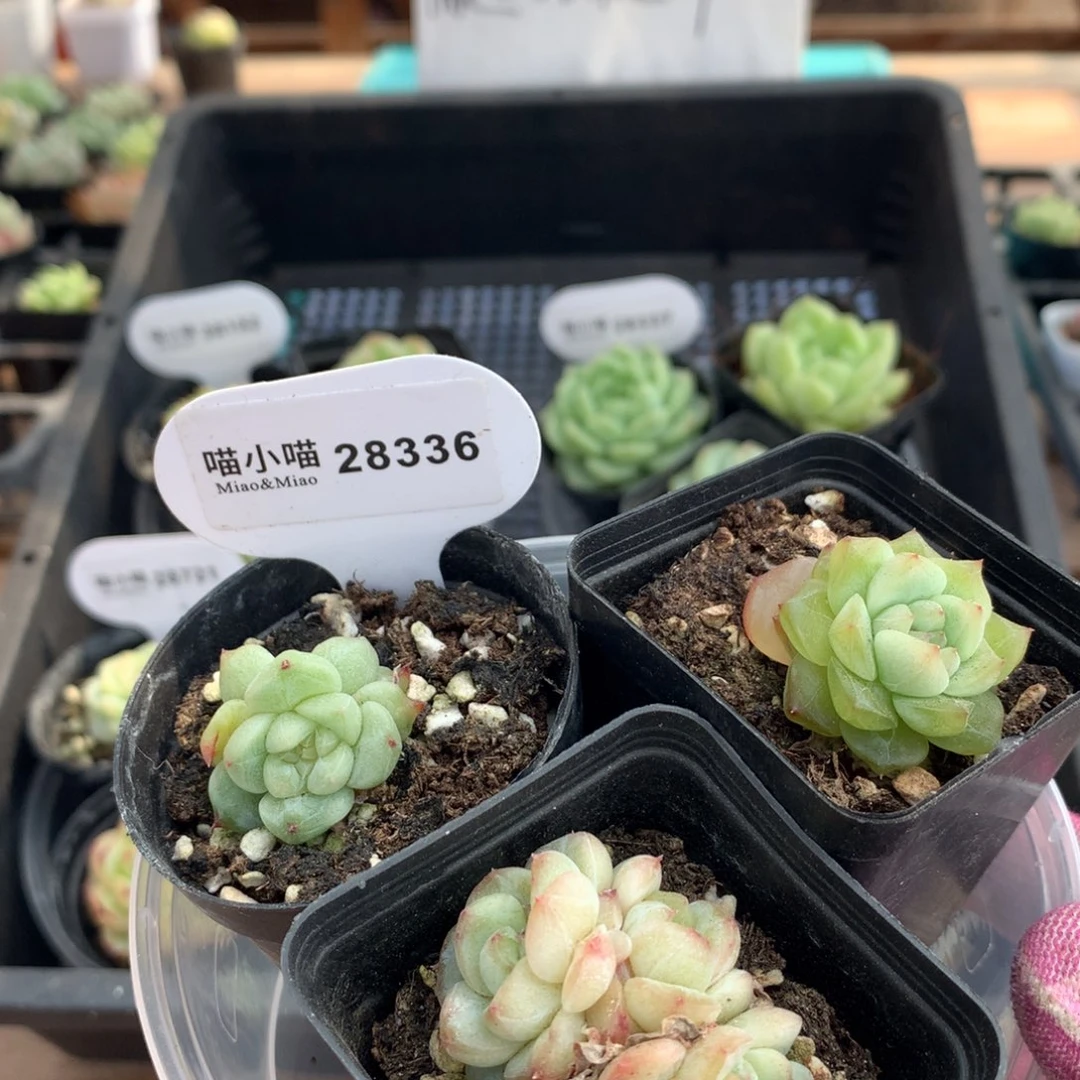 多肉植物糖心珍妮