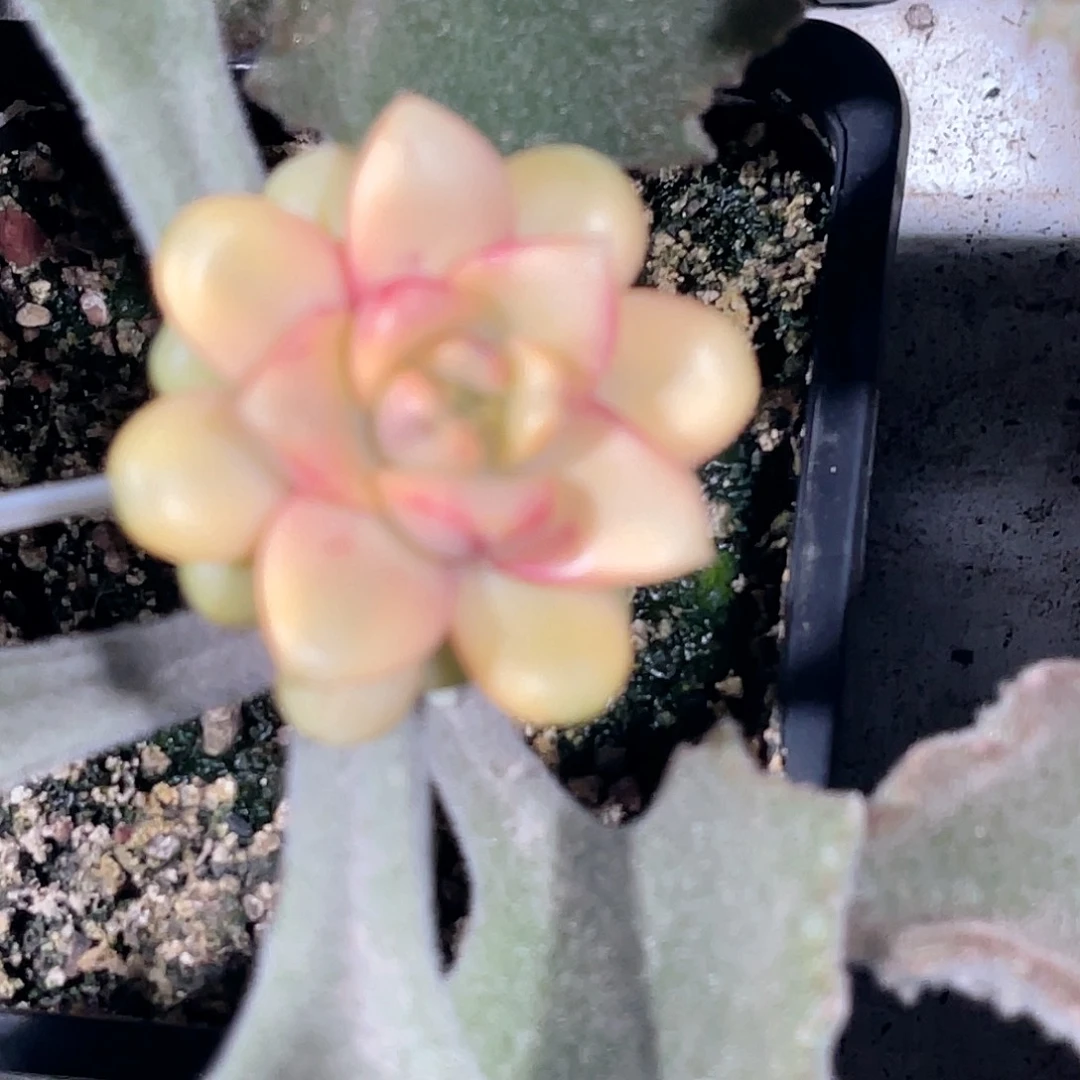 尚品园艺福利锦8293