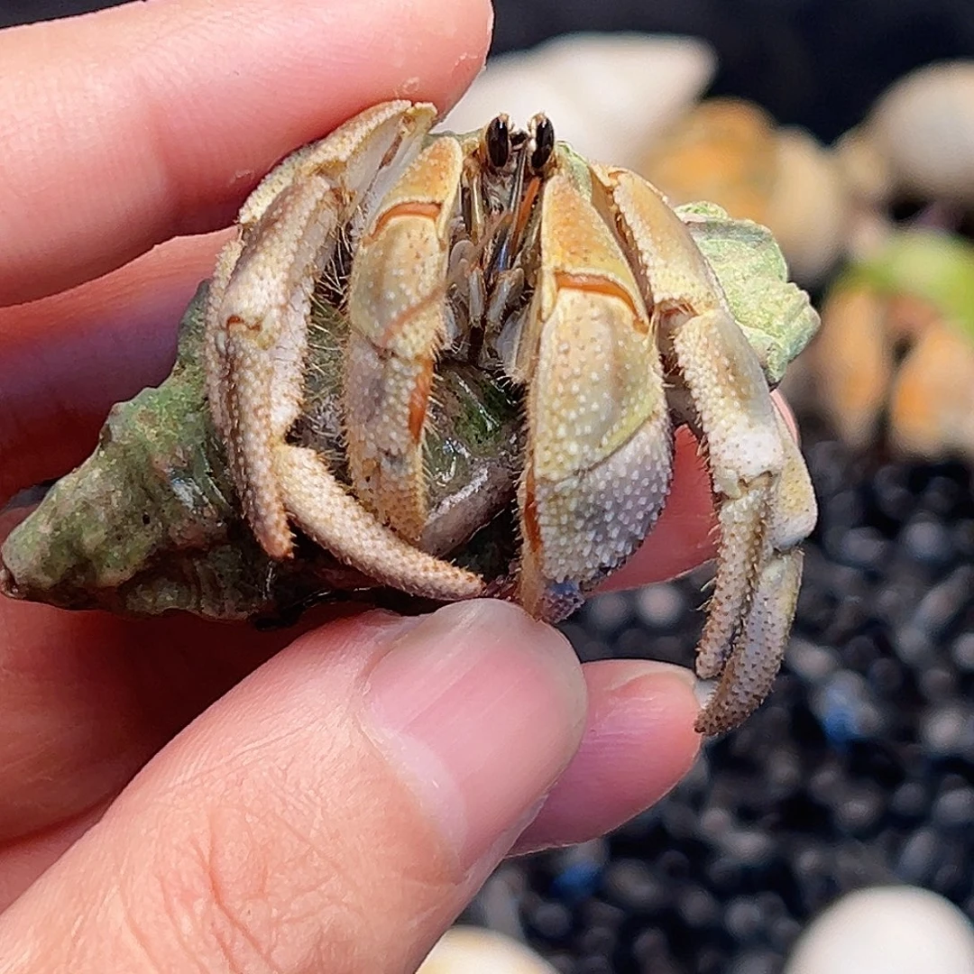 悟空大宝专属链接