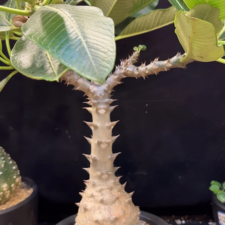 汤圆植物温莎棒炊帅