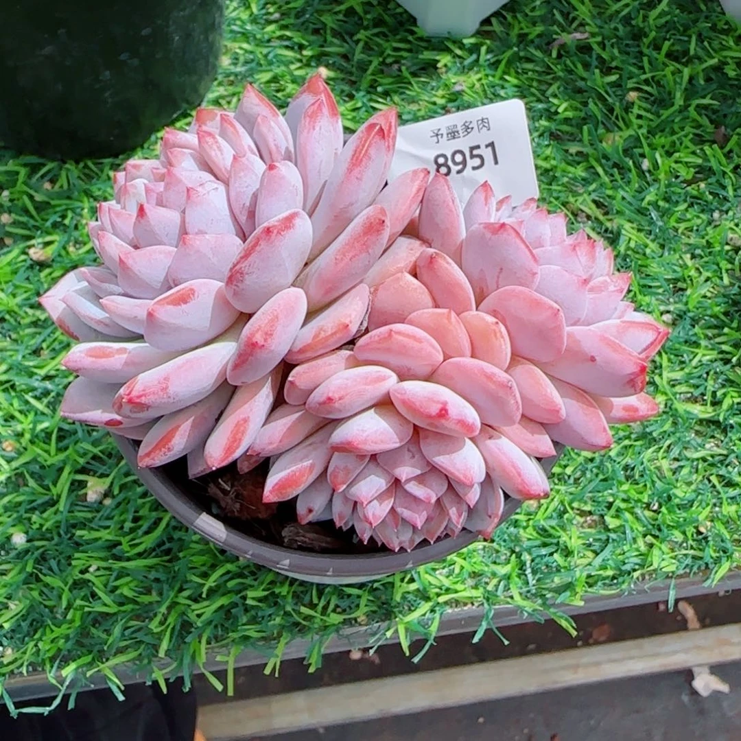 星星橙，8951多肉植物