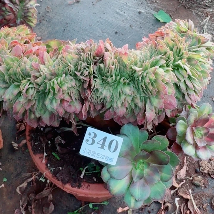 340抹茶缀化多肉植物28包邮
