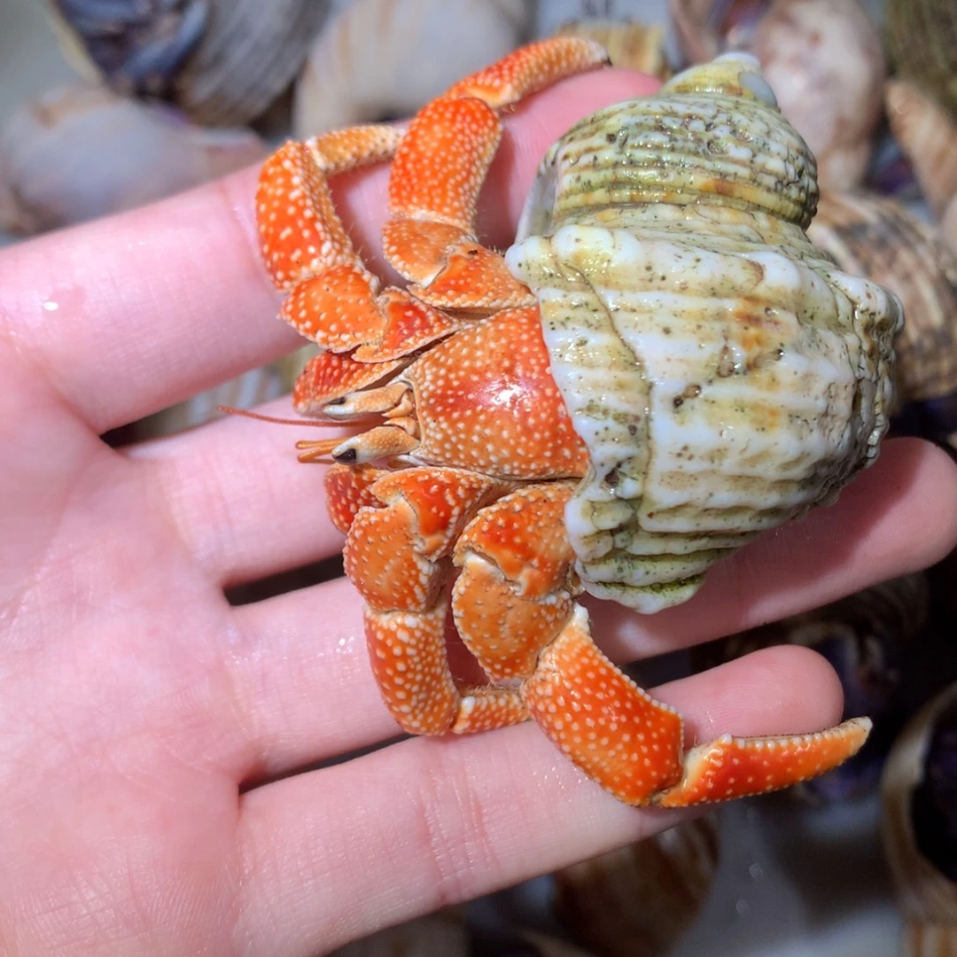 3.0毛球美年达不退不换