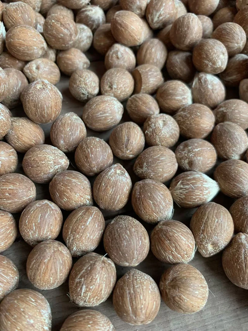 紫金鼠(专拍链接）直播间为准100颗