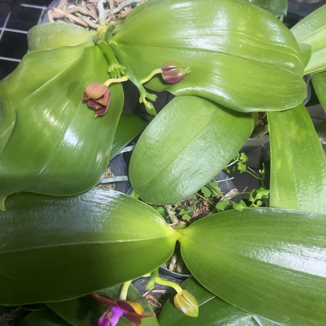 付***梅当前无花栽培后可以开花原生盲盒2棵组合