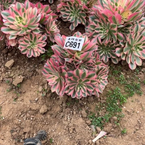 691女巫不包断枝