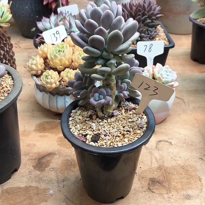 多肉植物，月美人123号