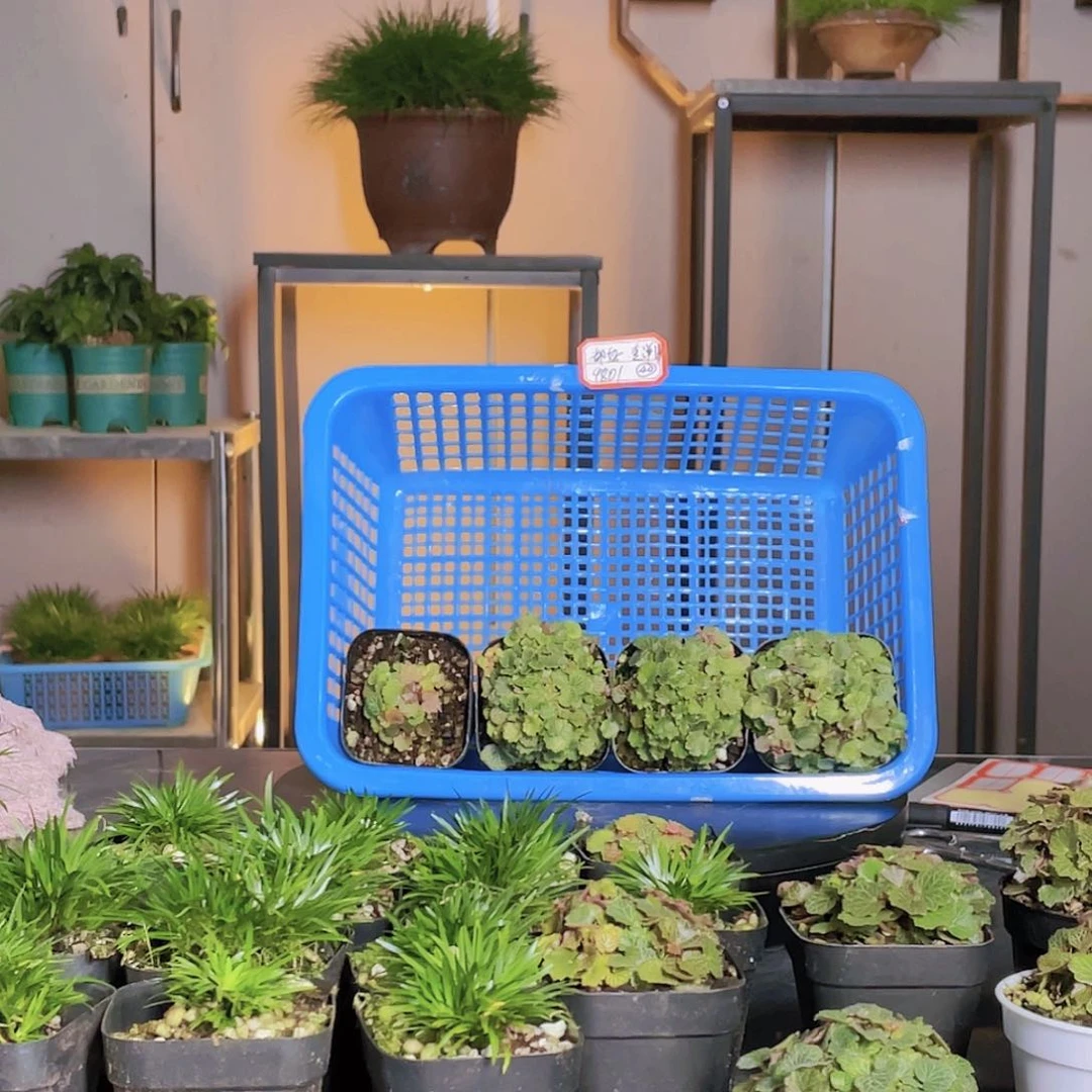【闪购商品】不开花植物