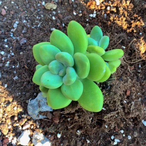 芒果奶。