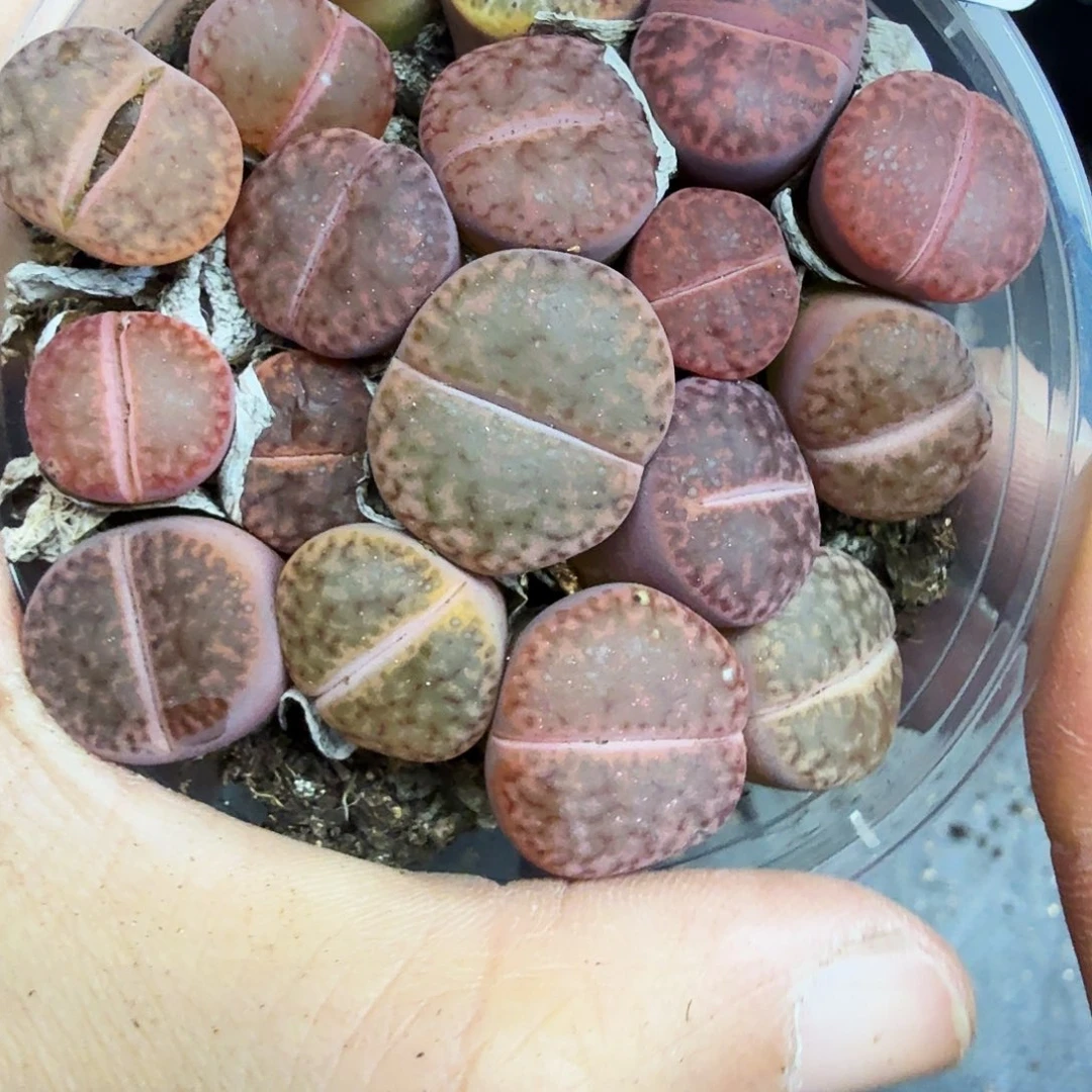 哈哈笑不出眼泪啦啊好帅684