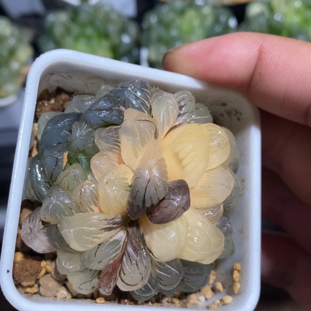 一颗双头湖水玉露锦 开播福利