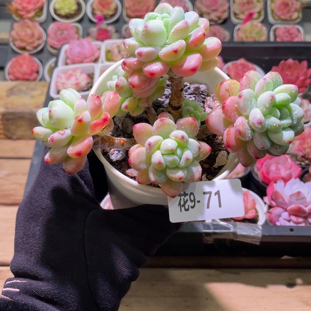 花利美9-71罗琦群