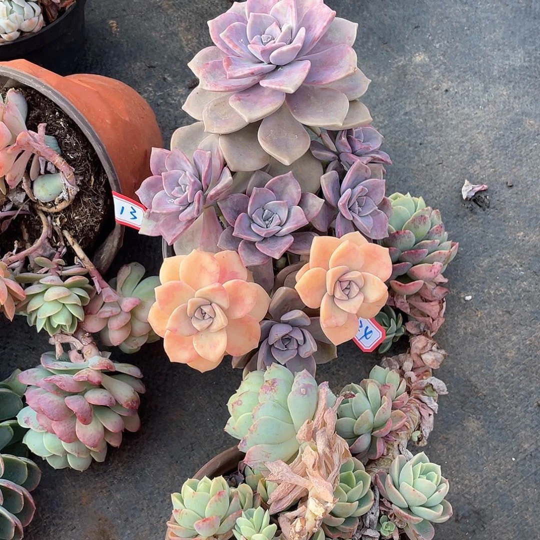 24紫乐锦 一物一拍多肉