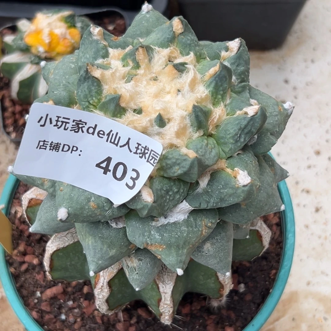 用***3403 仙人球的牡丹