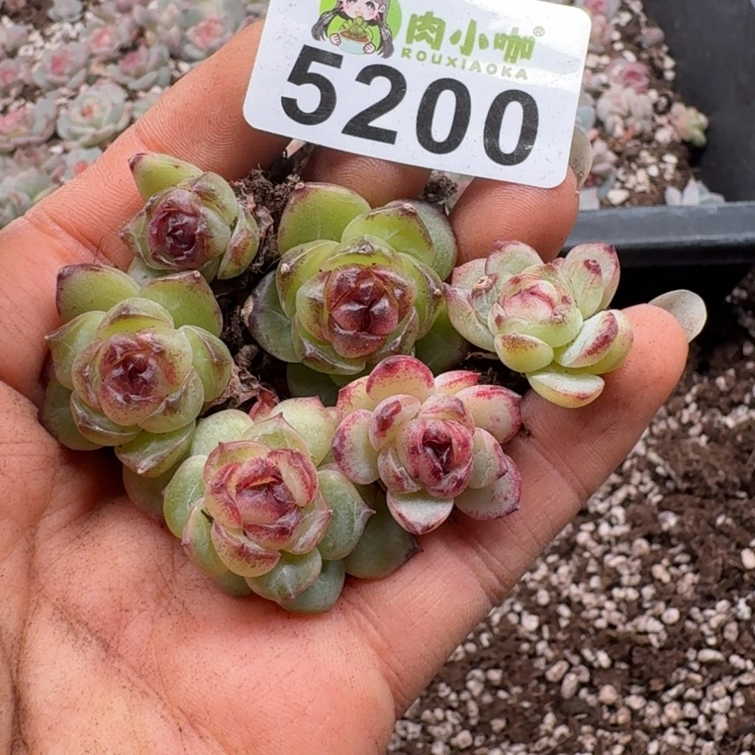 多肉植物多肉植物