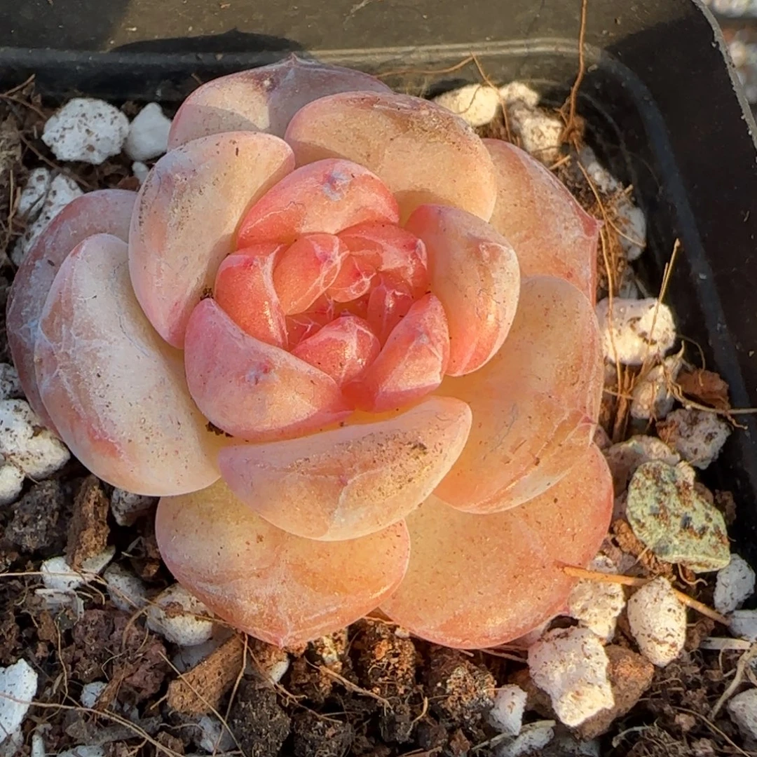 多肉小卡拉米糖心一物一拍