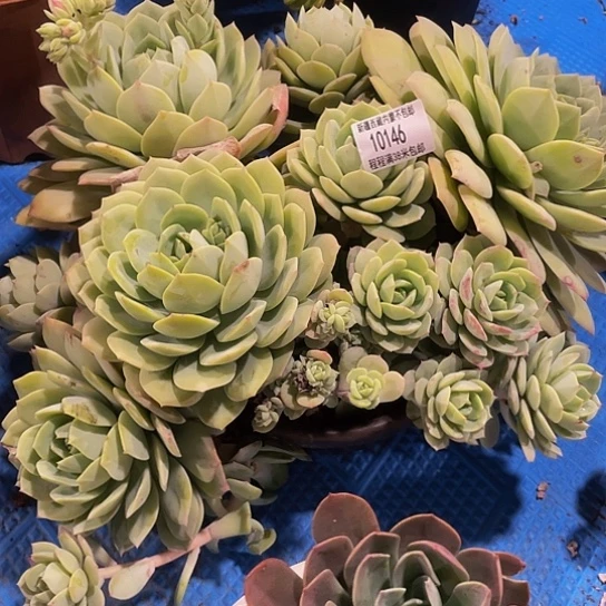 ?***?恋曲10146多肉