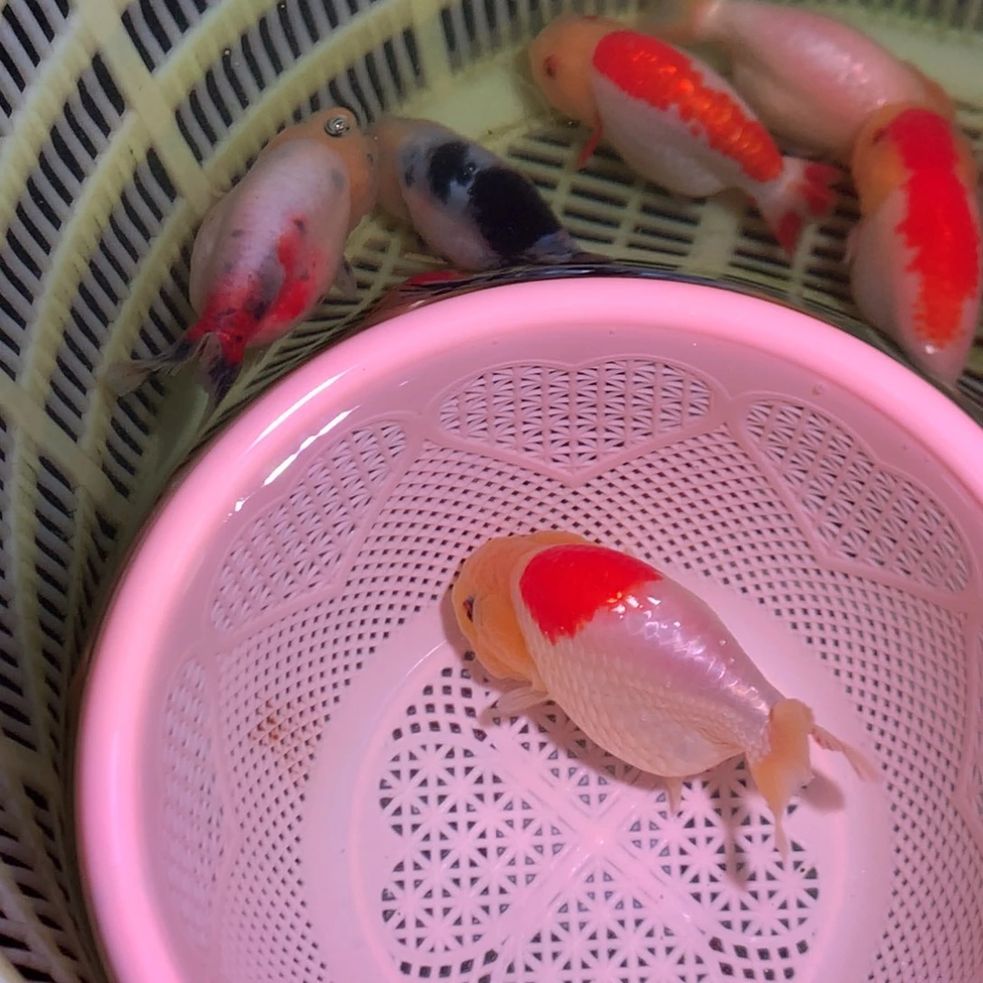 海水鱼开箱视频包损