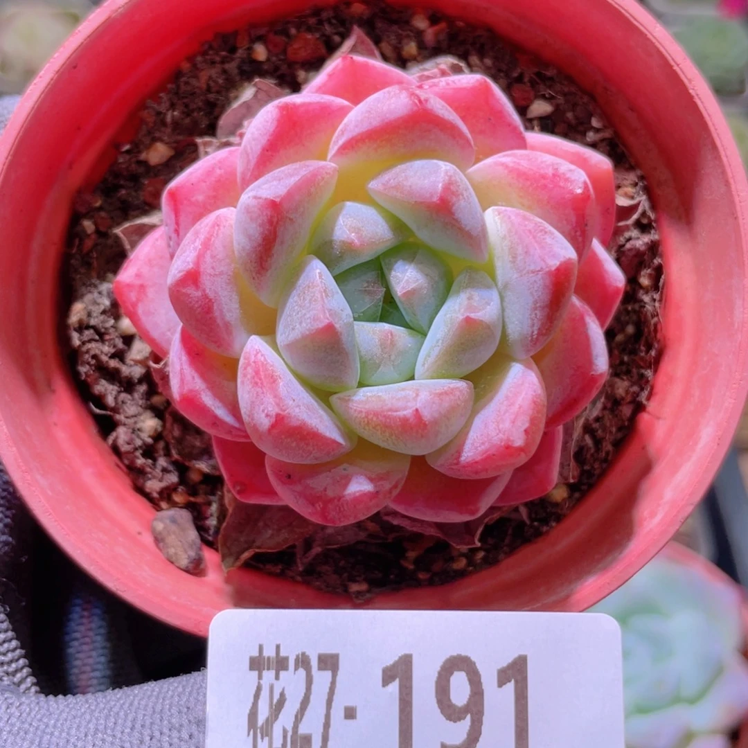 花利美27-191冰糖