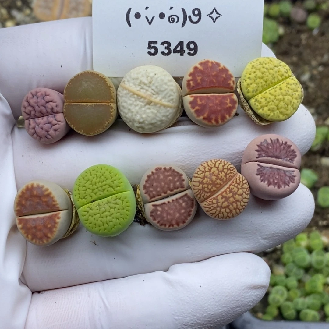 5349。18包邮.当天凑哦。新疆西藏88包邮