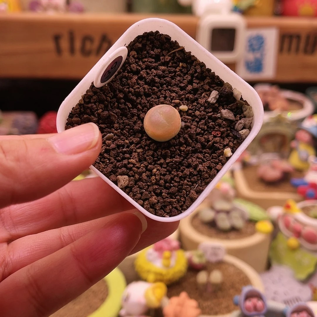 三年半以上大王登可带盆土发货